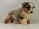 Chiot Berger Australien femelle bleu merle - queue longue