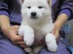 A donner Chiots Spitz Nain