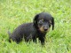 Adorable Chiot Teckel poil long femelle