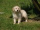 Adorable Chiot  Golden Retriever femelle