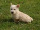 Chiots Scottish Terrier femelle