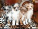 Chiots de races berger australien