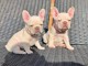 Adoption de bouledogue français
