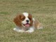 Magnifiques chiots cavalier king