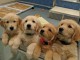 Chiots de race golden retriever 