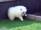 Chiots spitz nain femelle à donner 