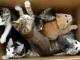Magnifique chatons de race maine coon en adoption