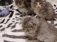 Magnifique chatons de race norvegien  en adoption