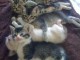 Magnifique chatons de race siberien   en adoption
