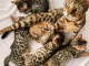 Chatons bengal pure races