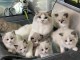 Magnifique chatons de race ragdoll  en adoption