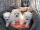 Adorable chiots Spitz nain