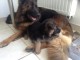 Chiots Berger Allemand Poil Long