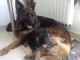 Chiots Berger Allemand Poil Long