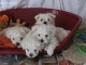 Chiots Bichon Maltais lof a reserver