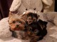 Chiot Yorkshire a donner