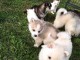 donne contre bon soin mes chiots de race husky siberien