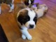 Adorables chiots saint bernard lof 