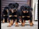 Adorables chiots rottweiller lof 