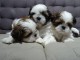 Adorables chiots shih tzu lof 