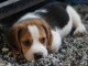 Adorables chiots beagle lof 
