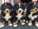 Adorables chiots bouvier bernois lof 