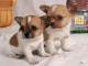 Adorables chiots chihuahua lof