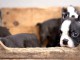 Adorables chiots boston terrier lof 