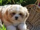 Adorables chiots lhassa apso lof 