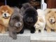 Adorables chiots chow chow lof 