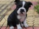 Adorables chiots boston terrier lof 