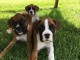 Adorables chiots boxer lof 