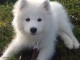 Adorables chiots samoyede lof