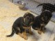 Adorables chiots berger allemand lof 