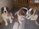 Adorables chiots saint bernard lof 