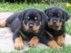 Adorables chiots rottweiller lof 