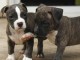 Adorables chiots amstaff lof