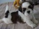 Adorables chiots shih tzu lof 