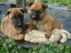 Adorables chiots berger belge malinois lof 