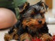 Yorkie and poodle Puppies for adoption
