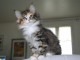 CHATONS NORVEGIEN LOOF