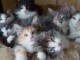 CHATONS NORVEGIEN LOOF