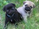 Superbes Chiots carlin