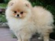 Magnifique chiot spitz nain en adoption