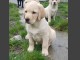 Superbes chiots labrador 