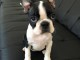 Adorable petite chiot Boston Terrier femelle