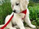 Magnifique chiot Golden Retriever Femelle.  Elle a vraiment besoi