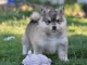 Magnifique chiot pomsky en adoption pour de bonne famille