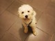 BICHON MALTAIS MALE 2 ANS