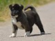 chiot Akita Américain LOF a donner